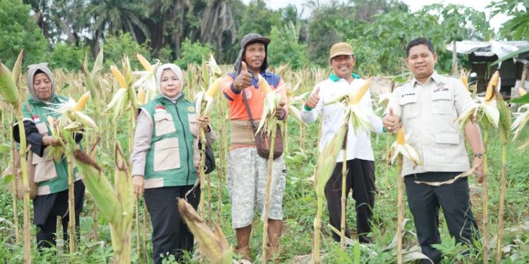 Wakil Ketua DPRD Kota Jambi Muhammad Yasir Dorong Penguatan Pertanian Rakyat Saat Panen Raya di Paal Lima